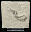 Platycrinites & Camptocrinus Crinoid Association #16084-1